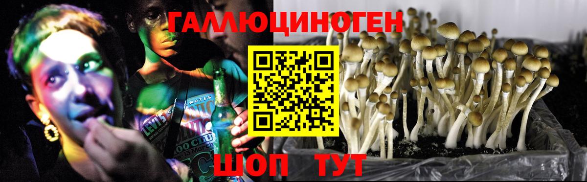 Геленджик  Псилоцибиновые грибы Psilocybine cubensis  Псилоцибиновые грибы Cubensis  Вход с VPN 